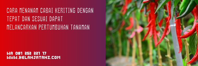 bibit cabe kastilo, harga benih cabe, bibit cabe keriting f1, bibit cabe keriting panah merah, harga benih cabai keriting