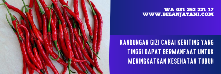 bibit cabe kastilo, harga benih cabe, bibit cabe keriting f1, bibit cabe keriting panah merah, harga benih cabai keriting