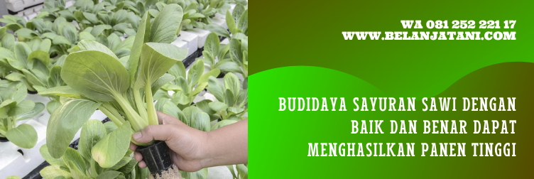 harga benih sawi, harga bibit sawi hijau, benih sawi, harga benih sawi hijau, bibit sayur sawi