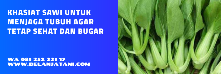 harga benih sawi, harga bibit sawi hijau, benih sawi, harga benih sawi hijau, bibit sayur sawi