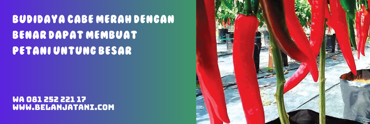 cabe gada f1, bibit cabe besar panah merah, harga bibit cabe besar cap panah merah, harga bibit cabai merah besar, bibit cabe merah