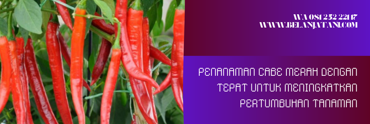 cabe gada f1, bibit cabe besar panah merah, harga bibit cabe besar cap panah merah, harga bibit cabai merah besar, bibit cabe merah