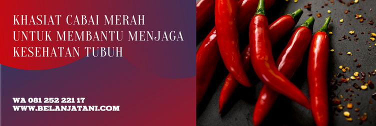 cabe gada f1, bibit cabe besar panah merah, harga bibit cabe besar cap panah merah, harga bibit cabai merah besar, bibit cabe merah