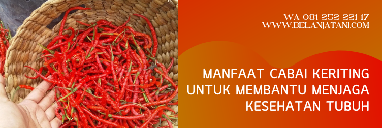 harga benih cabe tm 999, bibit cabe tm 999, tm 999, budidaya cabe tm 999, jual bibit cabe keriting tm 999