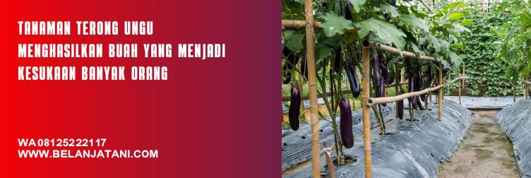 bibit terong ungu panah merah, bibit terong panah merah, bibit terong lalap panah merah, harga benih terong ungu, harga bibit terong