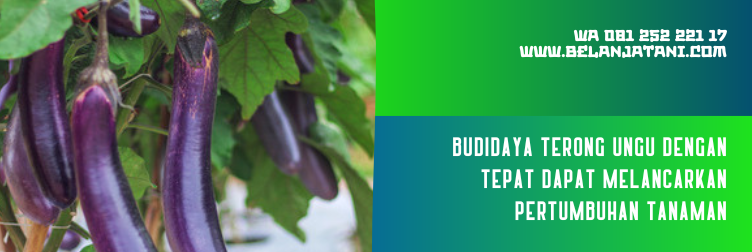 bibit terong ungu panah merah, bibit terong panah merah, bibit terong lalap panah merah, harga benih terong ungu, harga bibit terong