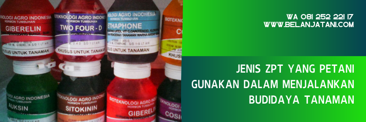 zpt bigest, dosis pemakaian bigest 40 ec, harga zpt bigest 40 ec, zpt untuk jagung, zpt pembesar buah jagung