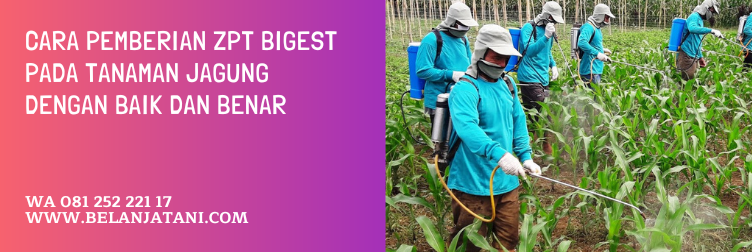 zpt bigest, dosis pemakaian bigest 40 ec, harga zpt bigest 40 ec, zpt untuk jagung, zpt pembesar buah jagung