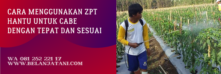 harga zpt hantu, pupuk hantu ratu biogen, pupuk hantu untuk cabe, cara menggunakan pupuk hantu untuk cabe, aplikasi pupuk hantu