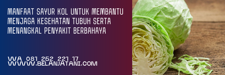 harga bibit kol, jual bibit kol, harga benih kol, benih kol, cara membuat bibit kol