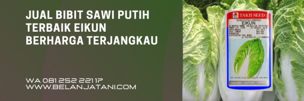 Bibit Sawi Putih Terbaik Eikun Berharga Terjangkau