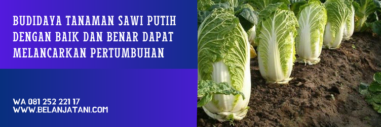 bibit sawi putih, benih sawi putih, benih sawi putih dataran rendah, harga bibit sawi putih, kebun sawi putih