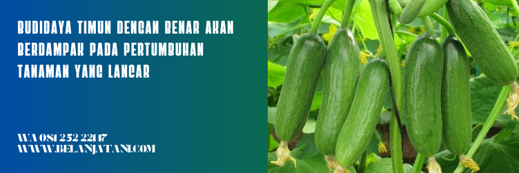 jenis timun kecil, bibit timun terbaik, harga bibit timun, merk bibit timun yang bagus, harga bibit mentimun
