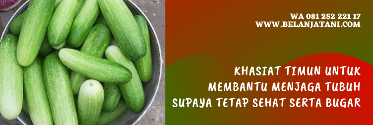jenis timun kecil, bibit timun terbaik, harga bibit timun, merk bibit timun yang bagus, harga bibit mentimun