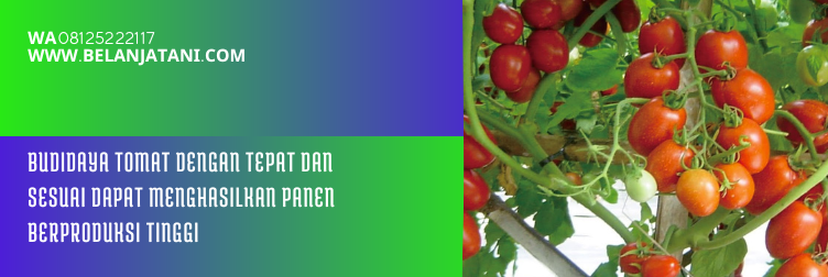 bibit tomat panah merah, harga bibit tomat panah merah, bibit tomat terbaru, bibit tomat, bibit tomat yg bagus