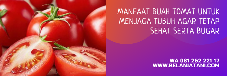 bibit tomat panah merah, harga bibit tomat panah merah, bibit tomat terbaru, bibit tomat, bibit tomat yg bagus