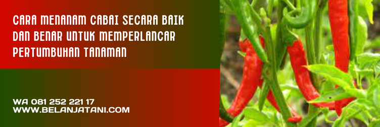 bibit cabe imola, benih cabe imola, harga benih cabe, harga benih cabai, bibit cabe merah