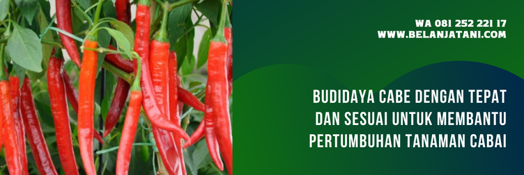 pilar f1, bibit cabe pilar, benih cabe besar unggul, cabe besar, bibit cabe besar panah merah