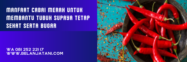 pilar f1, bibit cabe pilar, benih cabe besar unggul, cabe besar, bibit cabe besar panah merah