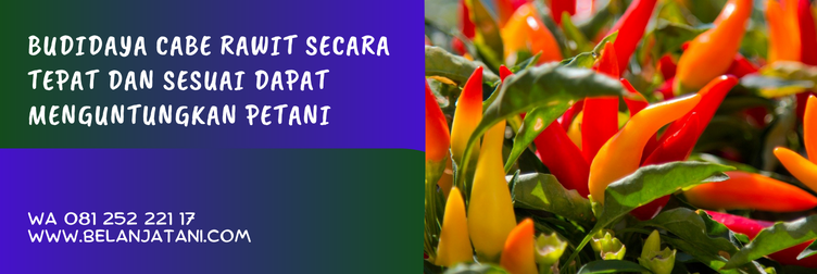 bibit cabe rawit dewata f1, cabe rawit dewata, bibit cabe rawit panah merah, jarak tanam cabe dewata f1, potensi hasil cabai dewata f1