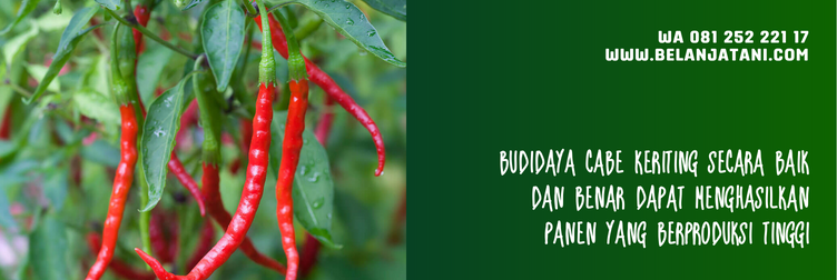 harga bibit cabe siap tanam, bibit cabe keriting, bibit cabe, bibit cabai unggul, harga bibit cabai keriting