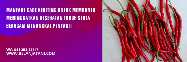 harga bibit cabe siap tanam, bibit cabe keriting, bibit cabe, bibit cabai unggul, harga bibit cabai keriting