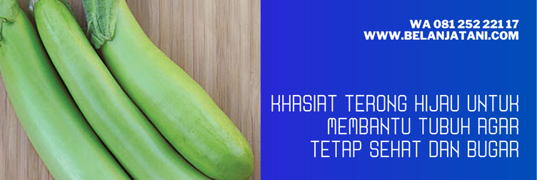 budidaya terong hijau kuat, harga bibit terong hijau, bibit terong hijau yang bagus, bibit terong hijau panjang, benih terong hijau
