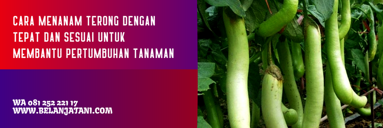 budidaya terong hijau kuat, harga bibit terong hijau, bibit terong hijau yang bagus, bibit terong hijau panjang, benih terong hijau