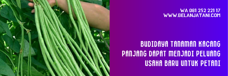 bibit kacang panjang yang bagus, jenis bibit kacang panjang yang bagus, benih kacang panjang terbaik, bibit kacang panjang cap panah merah, bibit kacang panjang unggul