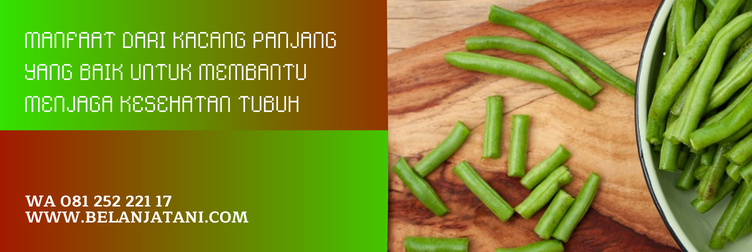 bibit kacang panjang yang bagus, jenis bibit kacang panjang yang bagus, benih kacang panjang terbaik, bibit kacang panjang cap panah merah, bibit kacang panjang unggul