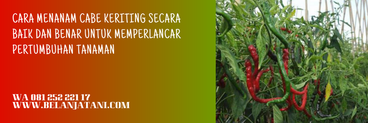 benih cabe djitu, bibit cabe djitu, cabe djitu f1, cabe keriting djitu, bibit cabe keriting