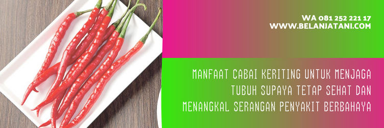 benih cabe djitu, bibit cabe djitu, cabe djitu f1, cabe keriting djitu, bibit cabe keriting