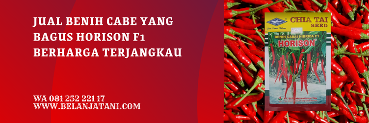 bibit cabe yang bagus, bibit cabai besar paling bagus, benih cabai merah unggul, bibit cabe merah besar, bibit cabe merah yg bagus