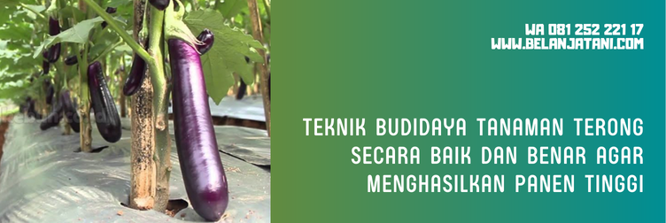 harga bibit terong ungu panah merah, bibit terong ungu panah merah, benih terong mustang, benih terong mustang f1, deskripsi terong mustang f1