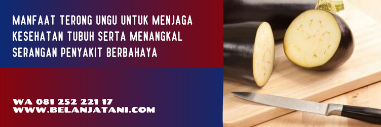harga bibit terong ungu panah merah, bibit terong ungu panah merah, benih terong mustang, benih terong mustang f1, deskripsi terong mustang f1