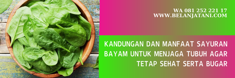 bibit bayam cabut, harga bibit bayam cabut, harga benih bayam hijau, harga bibit bayam hijau, bibit bayam hijau