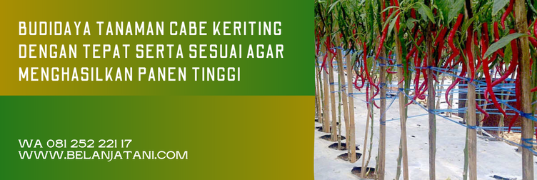 harga bibit cabe laba f1, bibit cabe laba, harga bibit cabe keriting cap panah merah, bibit cabe panah merah, harga benih cabai keriting