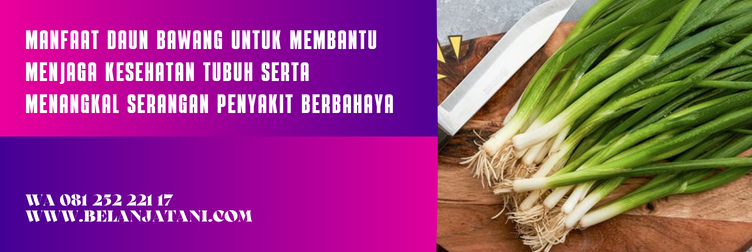 bibit daun bawang, bibit daun bawang hidroponik, bibit daun bawang besar, bibit daun bawang prei, bibit daun bawang kecil