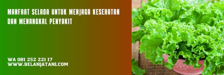 bibit selada, benih selada, harga bibit selada, bibit selada keriting, benih selada terbaik
