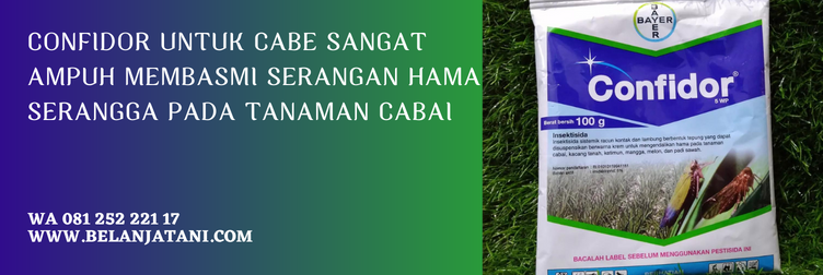 confidor untuk hama apa, bahan aktif confidor, confidor insektisida, confidor bayer, insektisida untuk cabe