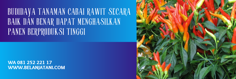 benih cabe bhaskara, cara budidaya cabe bhaskara, harga benih cabe rawit, harga benih cabe rawit unggul tahan penyakit, benih cabe rawit unggul, benih cabe rawit unggulan