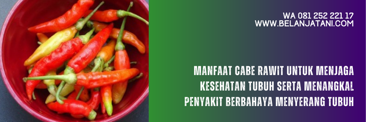 benih cabe bhaskara, cara budidaya cabe bhaskara, harga benih cabe rawit, harga benih cabe rawit unggul tahan penyakit, benih cabe rawit unggul, benih cabe rawit unggulan
