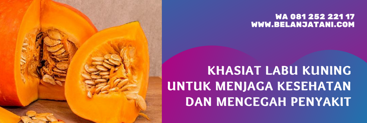 bibit labu kuning, benih labu kuning, benih labu panah merah, bibit labu kuning unggul, jarak tanam labu kuning