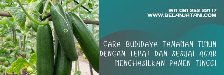 bibit timun mira f1, bibit timun mira, benih timun mira, harga bibit timun, harga bibit mentimun