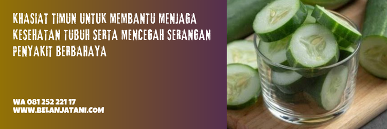 bibit timun mira f1, bibit timun mira, benih timun mira, harga bibit timun, harga bibit mentimun