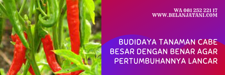 bibit cabe imperial ijo, benih cabe, harga benih cabe, benih cabe besar unggul, bibit cabe besar, varietas cabai merah unggul