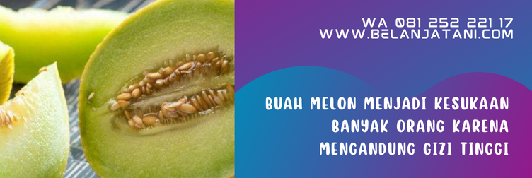 melon amanda tavi, harga benih melon, benih melon, benih melon terbaik, bibit melon