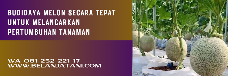 melon amanda tavi, harga benih melon, benih melon, benih melon terbaik, bibit melon