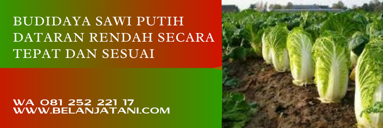 sawi putih dataran rendah, bibit sawi putih dataran rendah, benih sawi putih, harga benih sawi putih, bibit sawi putih