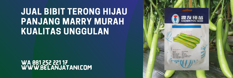 terong hijau panjang, bibit terong panjang, manfaat terong hijau panjang, bibit terong hijau, bibit terong hijau yang bagus